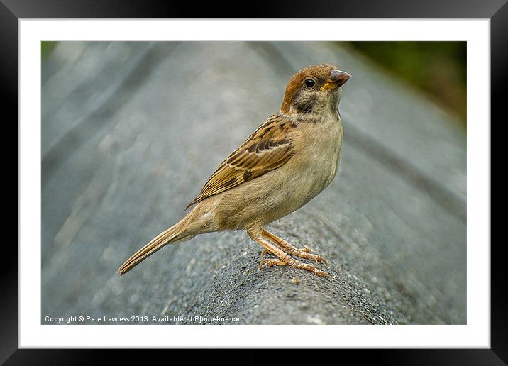Eurasian Tree Sparrow (Passer montanus) Portrait Framed Mounted Print by Pete Lawless