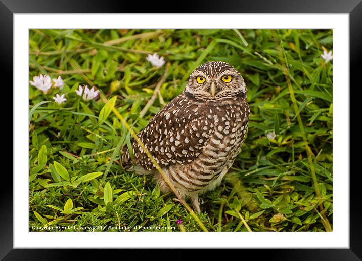 The Burrowing Owl (Athene cunicularia) Framed Mounted Print by Pete Lawless