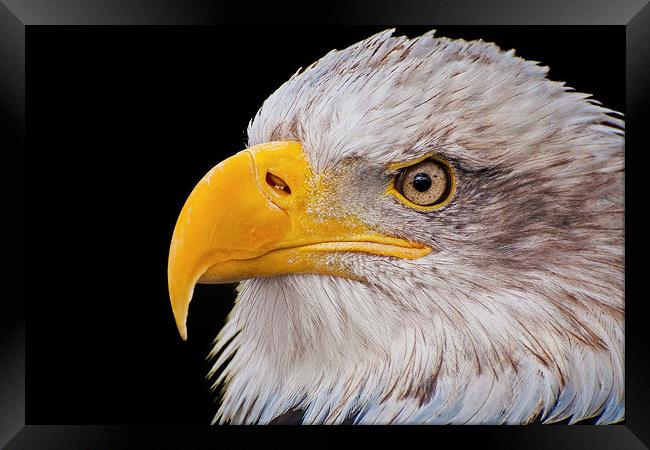 American Bald Eagle (Haliaeetus leucocephalus) Framed Print by Pete Lawless