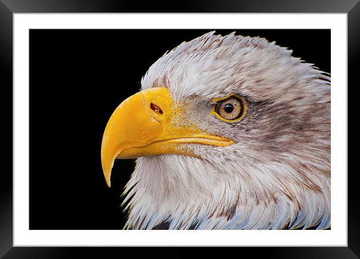 American Bald Eagle (Haliaeetus leucocephalus) Framed Mounted Print by Pete Lawless