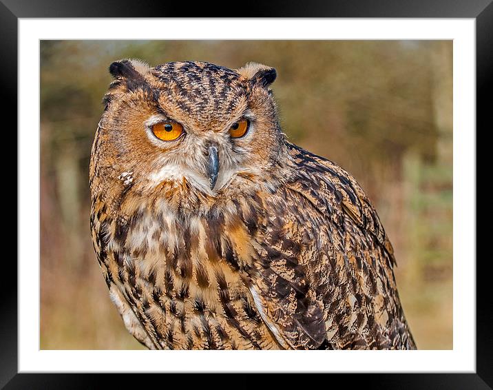 Eurasian Eagle-Owl (Bubo bubo) Framed Mounted Print by Pete Lawless