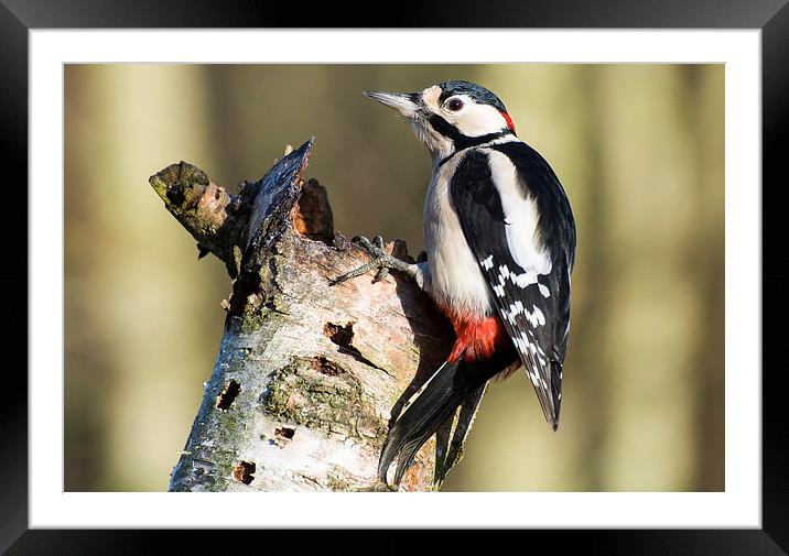 Greater Spotted Woodpecker Framed Mounted Print by Pete Lawless