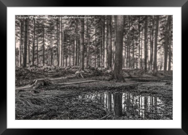  The Forest Framed Mounted Print by Pete Lawless