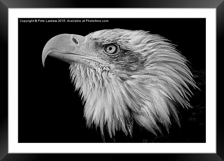  American Bald Eagle (Haliaeetus leucocephalus) Framed Mounted Print by Pete Lawless
