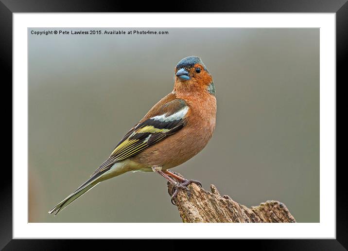  Chaffinch (Fringilla coelebs) Framed Mounted Print by Pete Lawless