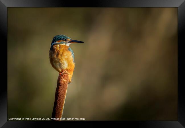Kingfisher Framed Print by Pete Lawless