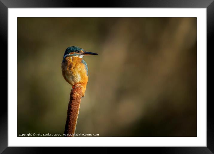 Kingfisher Framed Mounted Print by Pete Lawless