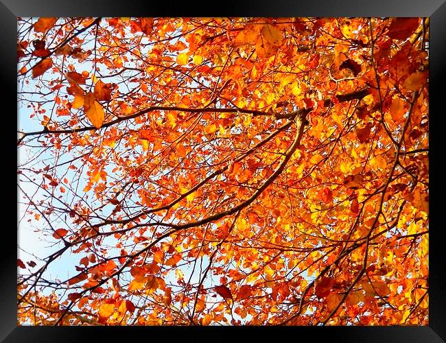 Orange Yellow Autumn Leaves Framed Print by Liz Shewan