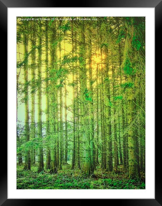  Magical Woodland Framed Mounted Print by Liz Shewan