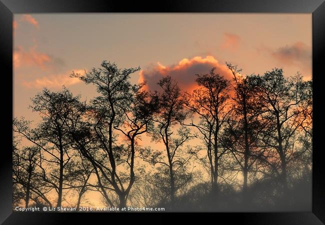 Sunset Glory and Tree Silouettes - Art in Nature Framed Print by Liz Shewan
