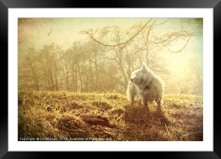 Mystic Westie for West Highland White Terrier Dog  Framed Mounted Print by Liz Shewan