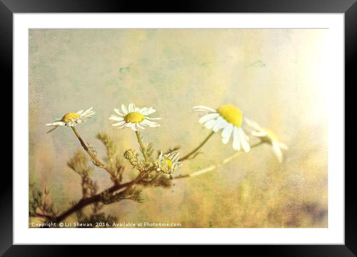 Beach Daisies Sunning Themselves - artsy style Framed Mounted Print by Liz Shewan