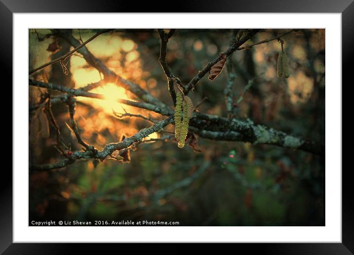 Sunsets and Catkins - Spring is in the Air! Framed Mounted Print by Liz Shewan