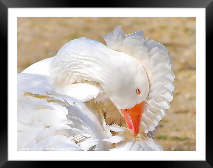 No Feather Out Of Place  Framed Mounted Print by Mark  F Banks