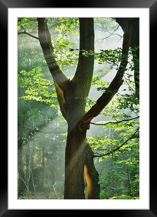 Summer Rays Framed Mounted Print by Mark  F Banks