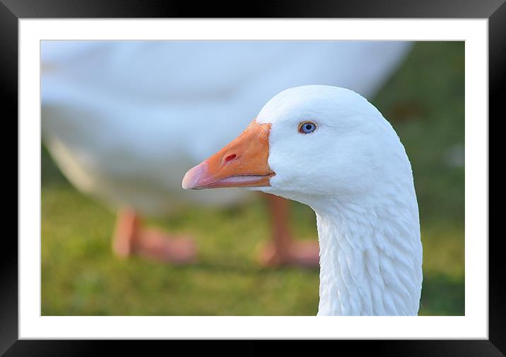 Goose Profile Framed Mounted Print by Mark  F Banks