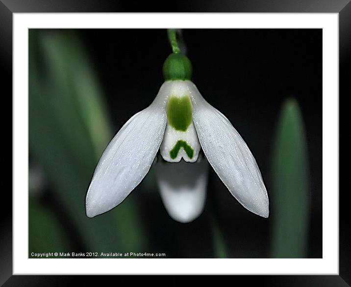Snow Drop Framed Mounted Print by Mark  F Banks