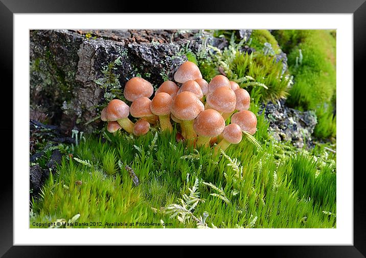 Brick Tuft Framed Mounted Print by Mark  F Banks