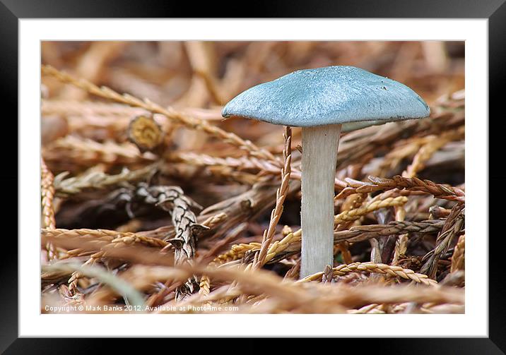Aniseed Toadstool [ Clitocybe Odora ] Framed Mounted Print by Mark  F Banks