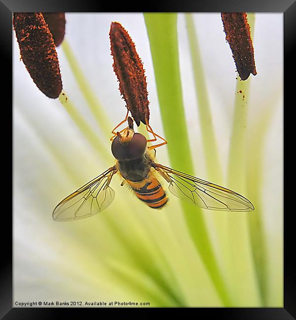 Hoverfly Framed Print by Mark  F Banks