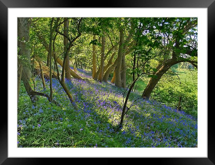 Bluebell Wood 2 Framed Mounted Print by Mark  F Banks