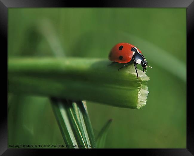 Ladybird Decision Time Framed Print by Mark  F Banks