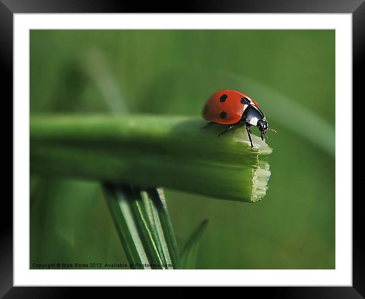Ladybird Decision Time Framed Mounted Print by Mark  F Banks
