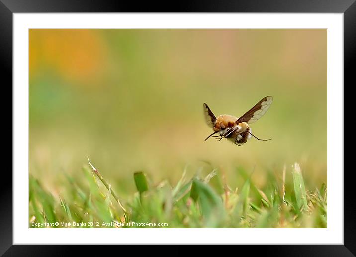 BEE-FLITE Framed Mounted Print by Mark  F Banks