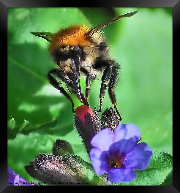 Bee Closeup Framed Print by Mark  F Banks
