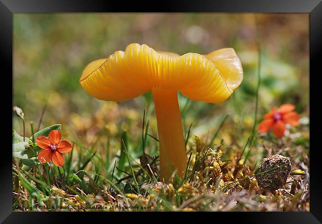 Butter Waxcap  [ Hygrocybe ceracea ] Framed Print by Mark  F Banks