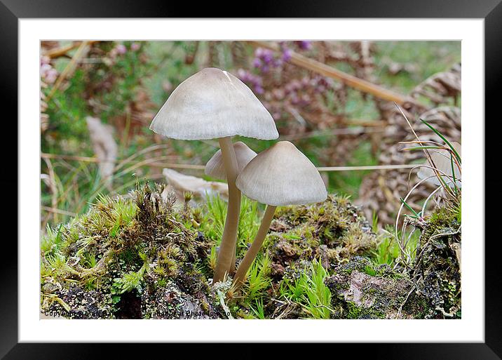 Clustered Toughshank -Gymnopus confluens Framed Mounted Print by Mark  F Banks