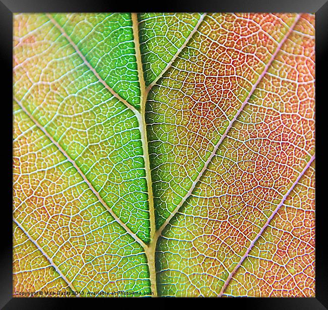 Leaf Detail Framed Print by Mark  F Banks