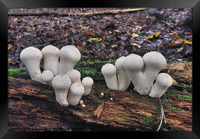 Puff Balls in a Row Framed Print by Mark  F Banks