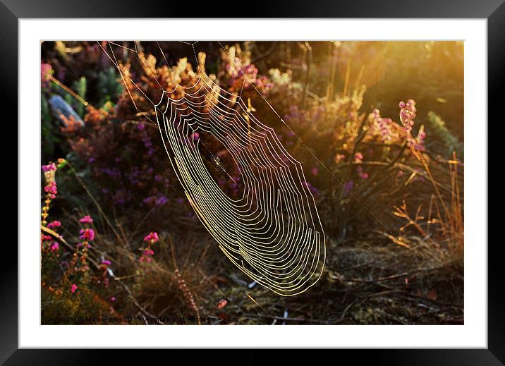 Spiderweb in the Evening Sun Framed Mounted Print by Mark  F Banks