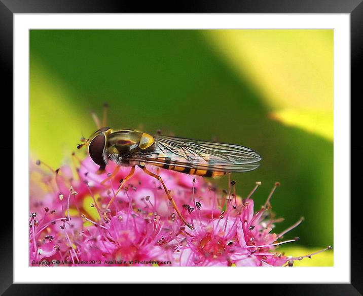 Hoverfly  [Episyrphus balteatus] Framed Mounted Print by Mark  F Banks