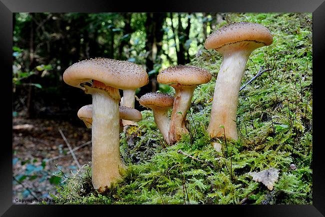 Armillaria Ostoyae Framed Print by Mark  F Banks