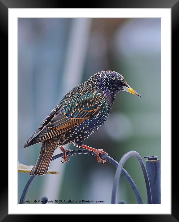 Starling Framed Mounted Print by Mark  F Banks