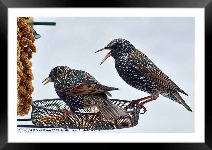 Starlings feeding Framed Mounted Print by Mark  F Banks