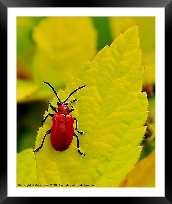 Cardinal Beetle Framed Mounted Print by Mark  F Banks