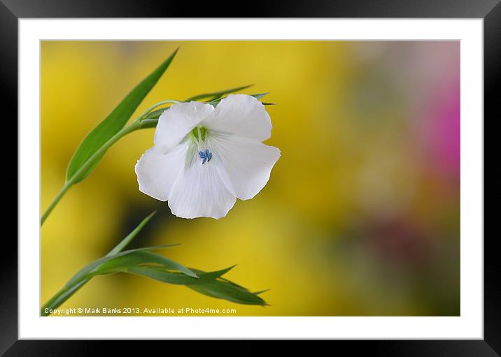 Flax Framed Mounted Print by Mark  F Banks