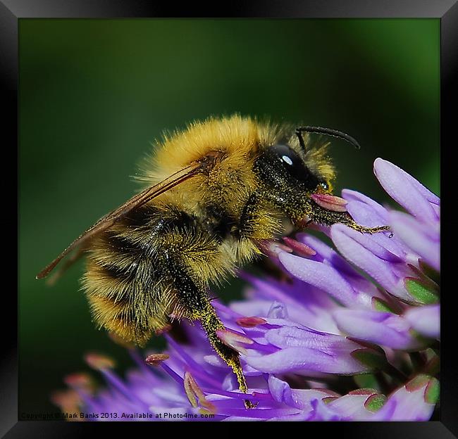 Bee collecting Pollen Framed Print by Mark  F Banks