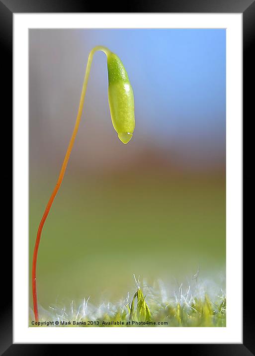 Seed Pod Framed Mounted Print by Mark  F Banks