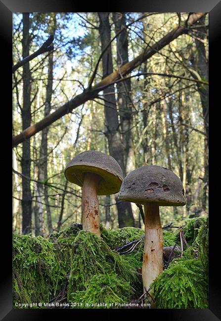 Mushroom Soldiers Framed Print by Mark  F Banks