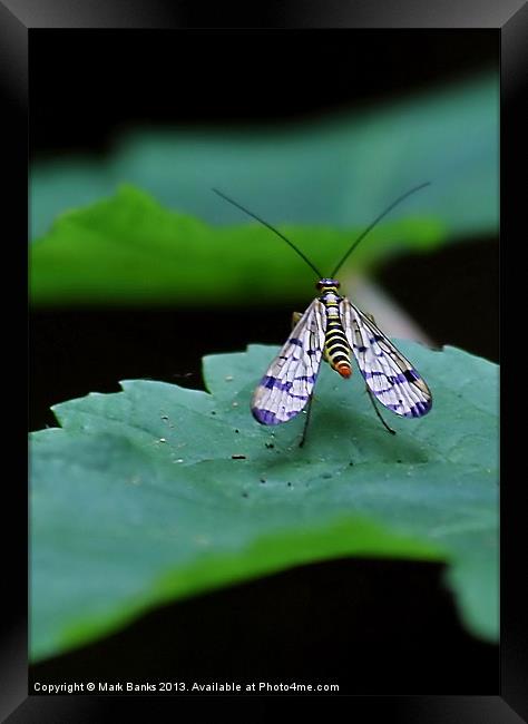 Scorpion fly Framed Print by Mark  F Banks