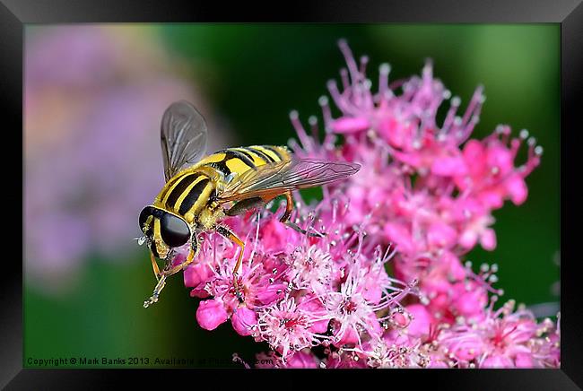 Hoverfly Framed Print by Mark  F Banks