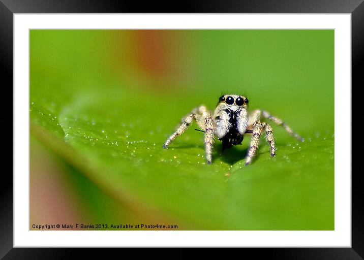 Jumping Spider Framed Mounted Print by Mark  F Banks