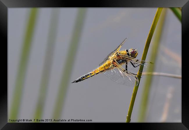 Broad - bodied Chaser [ Female ] Framed Print by Mark  F Banks