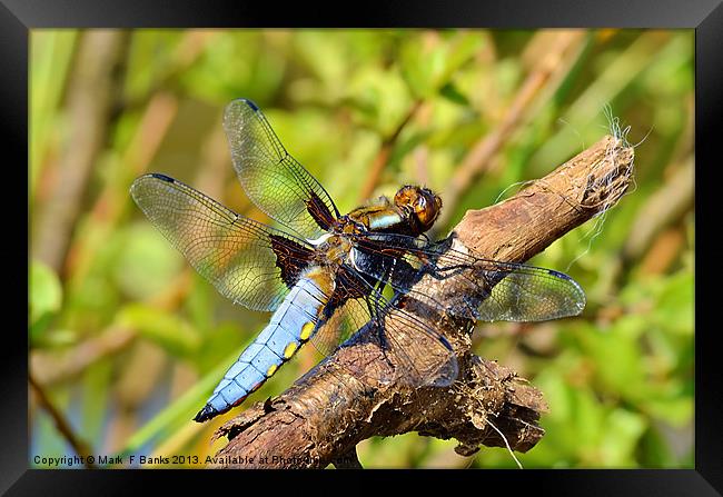 Broad-bodied Chaser [ male ] Framed Print by Mark  F Banks