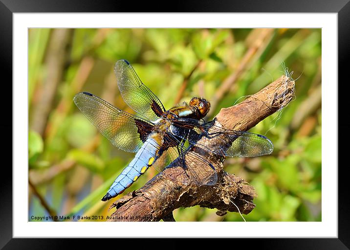 Broad-bodied Chaser [ male ] Framed Mounted Print by Mark  F Banks