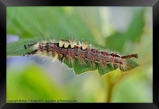 Vapourer Moth Caterpillar Framed Print by Mark  F Banks